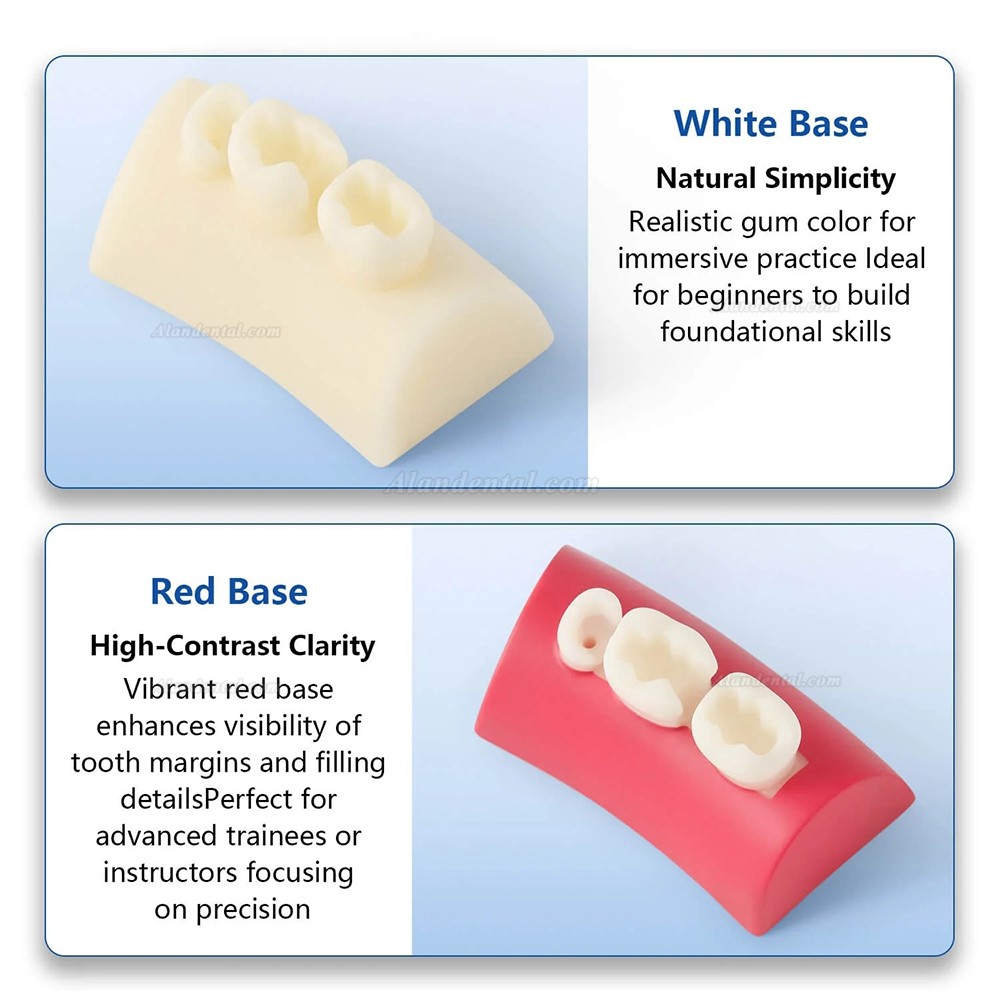 Dental Inlay Exercise Block Composite Resin Filling Teeth